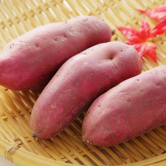 Sea Sweet（ガルパン ver.） 5kg／16本前後